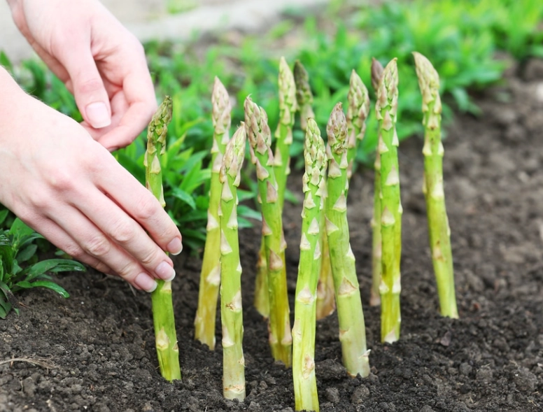 asparagus plant care