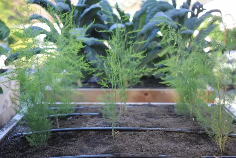 growing asparagus