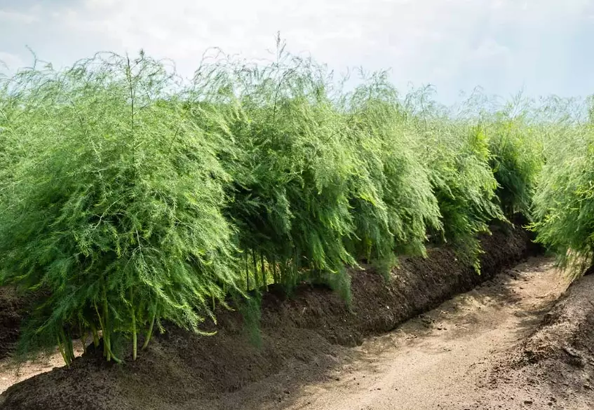 growing asparagus