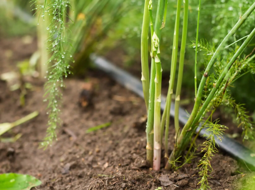 harvesting asparagus