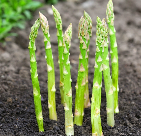 harvesting asparagus