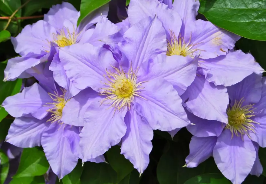 clematis varieties