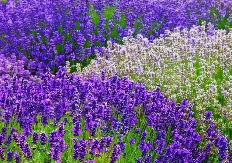 how to grow lavender