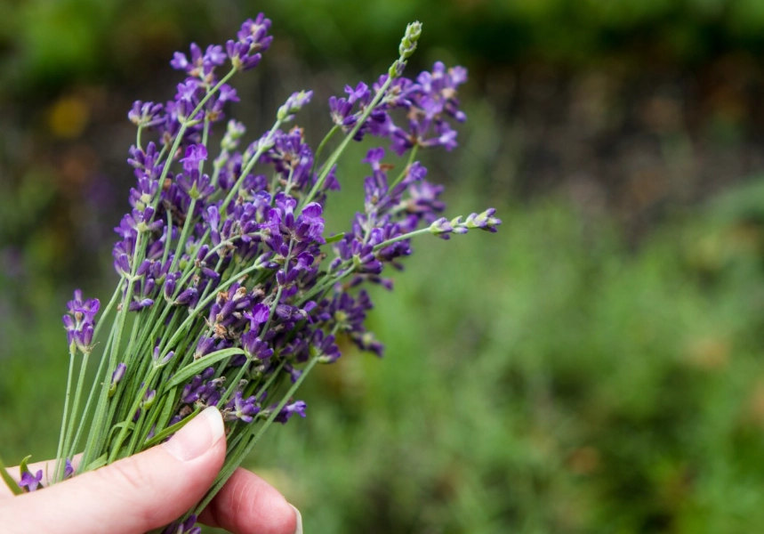 lavender care tips