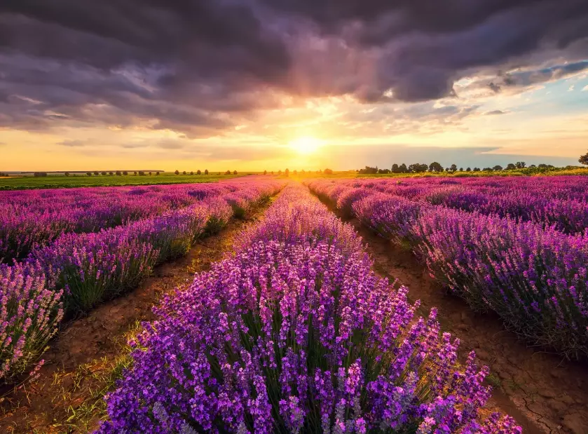 how to grow lavender