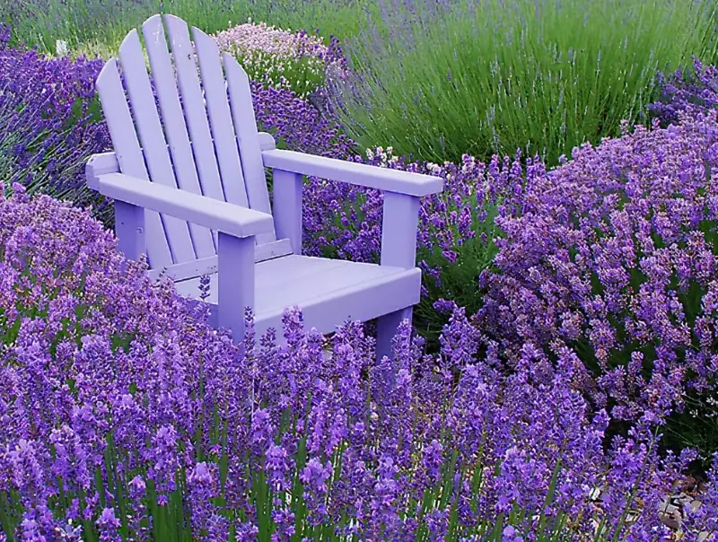 lavender uses