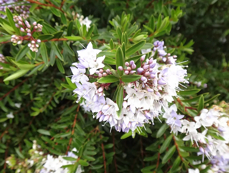 hebe plant care