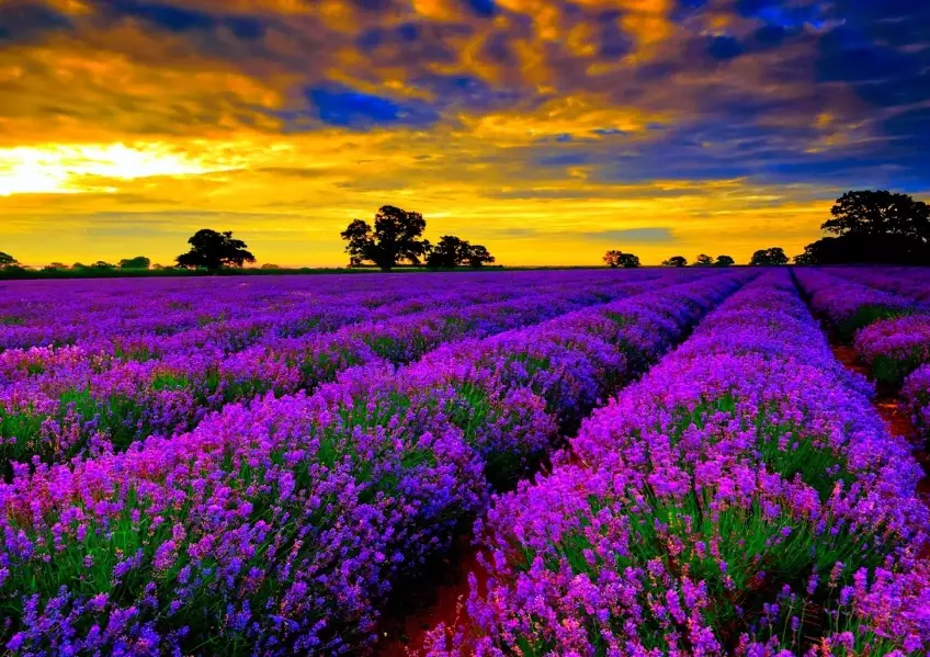lavender care tips