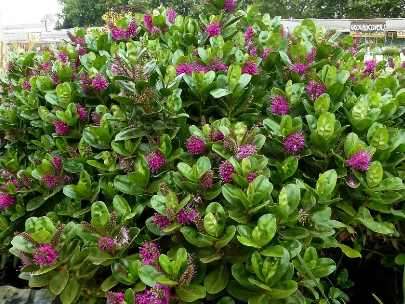 shrubby veronica