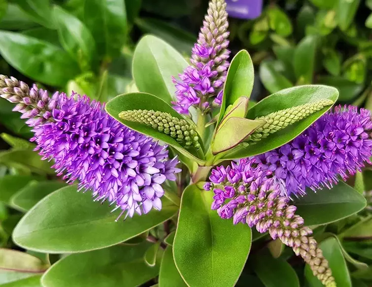 shrubby veronica