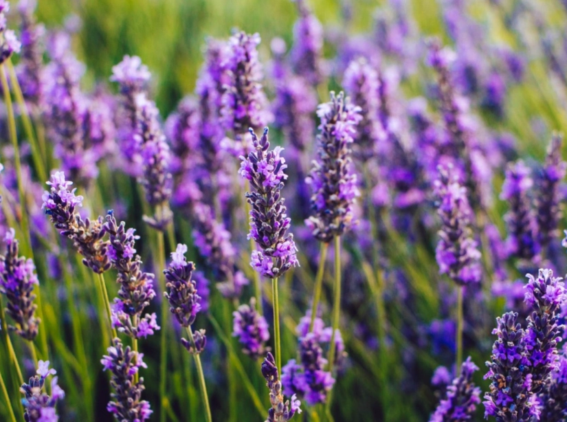 lavender uses