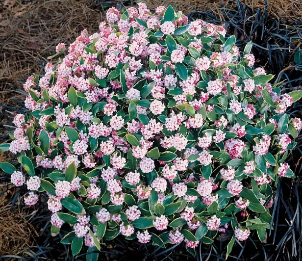 fragrant daphne varieties