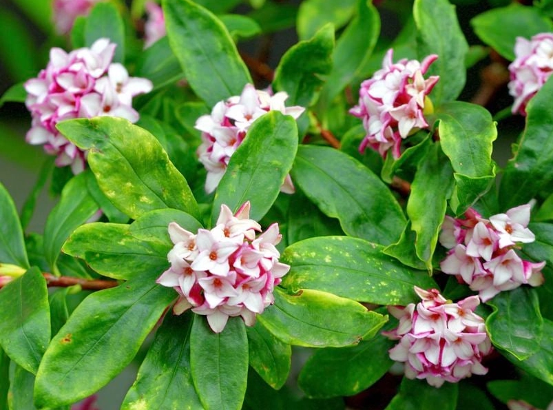 daphne plant care