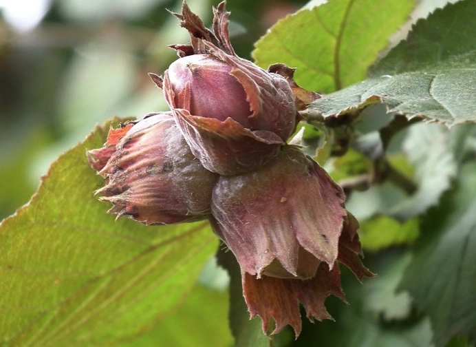 growing hazelnuts