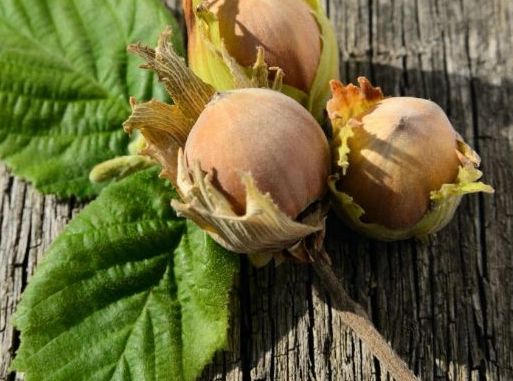 filbert nut tree