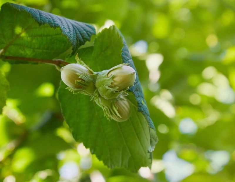 hazelnut tree varieties