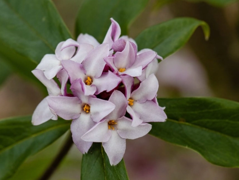 daphne plant care