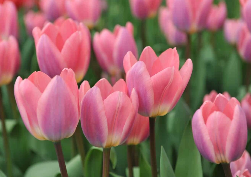 tulip care