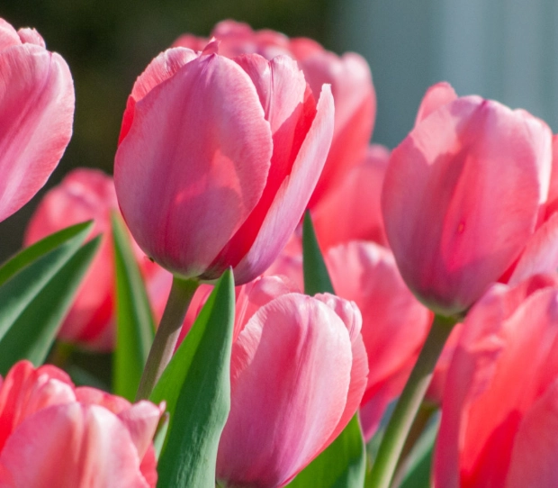 how to grow tulips