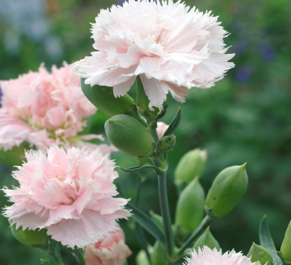 carnation care
