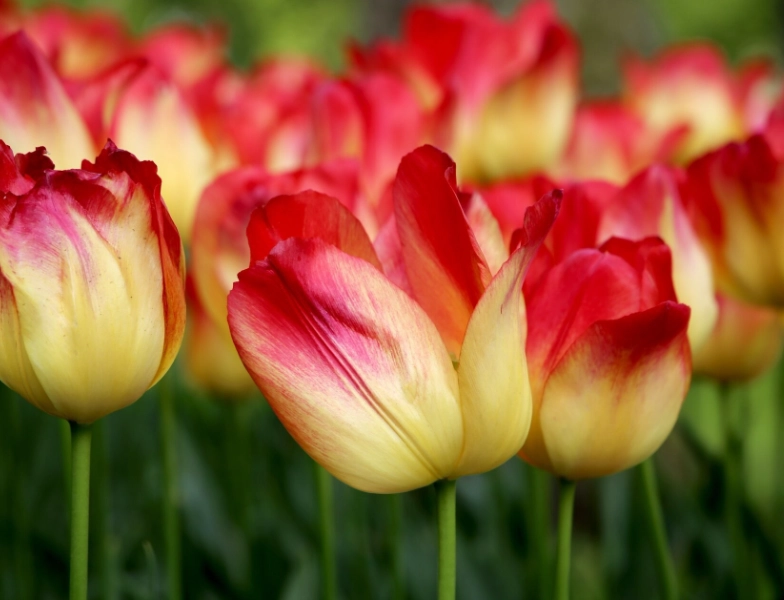 tulip care
