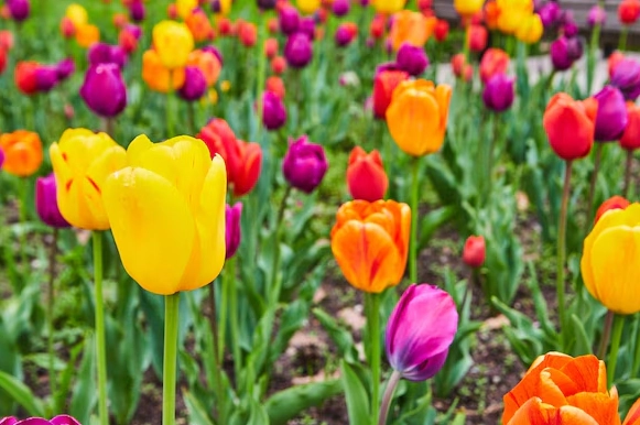 how to grow tulips