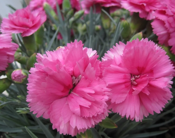 carnation flowers