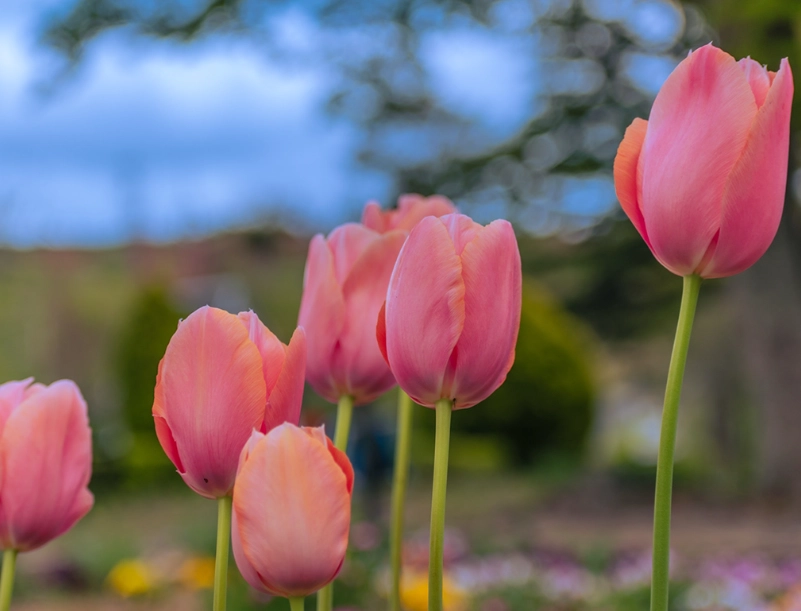 planting tulip bulbs