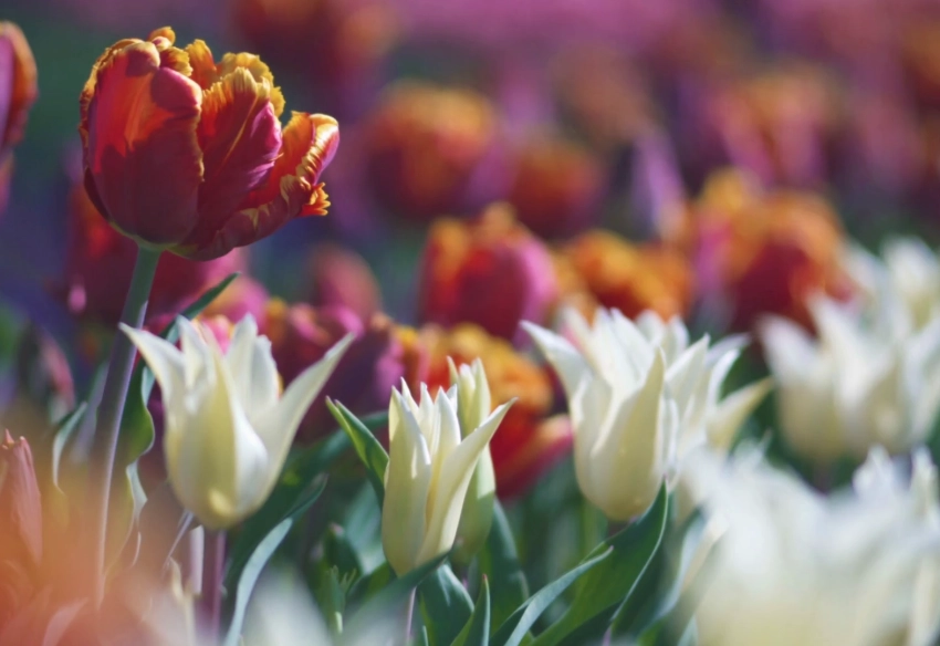 planting tulip bulbs