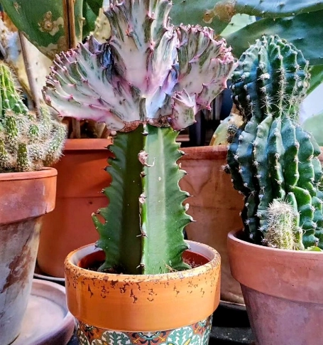 euphorbia succulent euphorbia succulent
