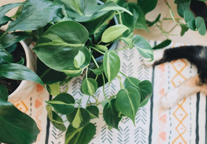 houseplant identification