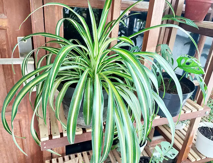 indoor plant id