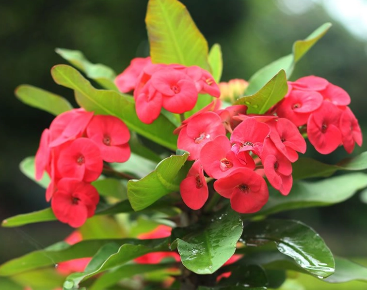 euphorbia plant care euphorbia plant care
