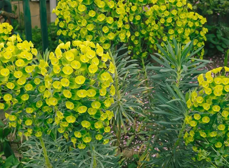 toxic euphorbia sap toxic euphorbia sap