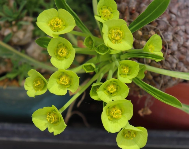 toxic euphorbia sap toxic euphorbia sap