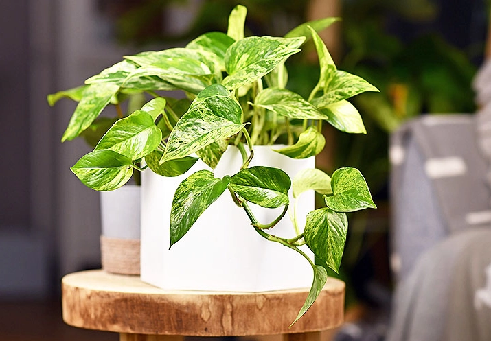 identify houseplant