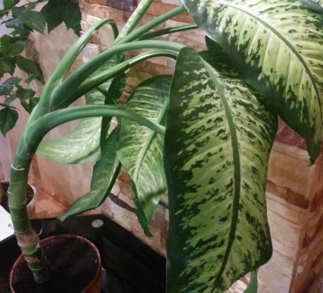 indoor plant id