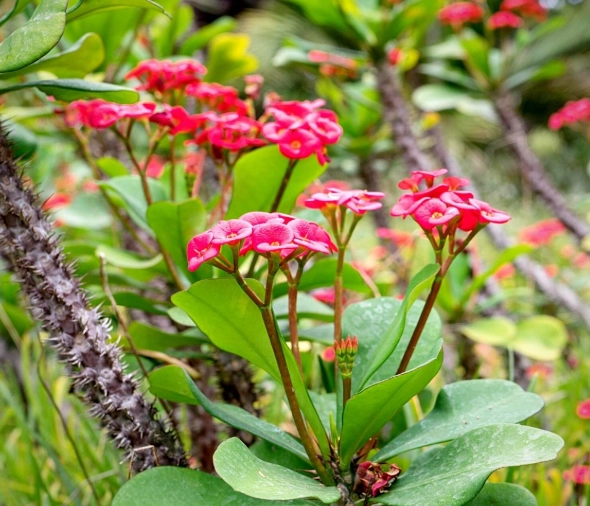 euphorbia succulent euphorbia succulent