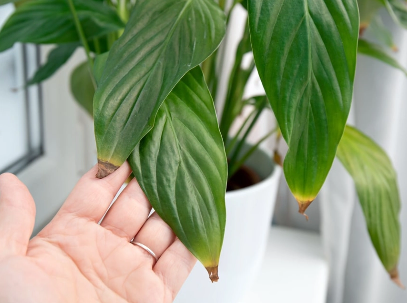 identify houseplant